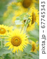 成田ひこうきの丘公園ひまわり① 67745343