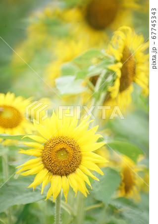 成田ひこうきの丘公園ひまわり① 67745343
