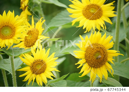 成田ひこうきの丘公園ひまわり② 67745344