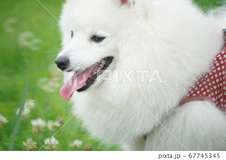 かわいいスピッツ① 67745345