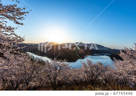 春 桜 山 67745440