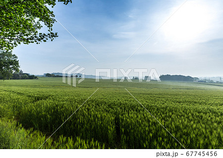 畑 夏 風景 67745456