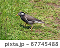 草地を歩くムクドリ 67745488