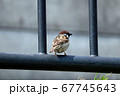 振り向くスズメ 67745643