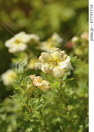 Shrubby Cinquefoil Bella Apple 67745716