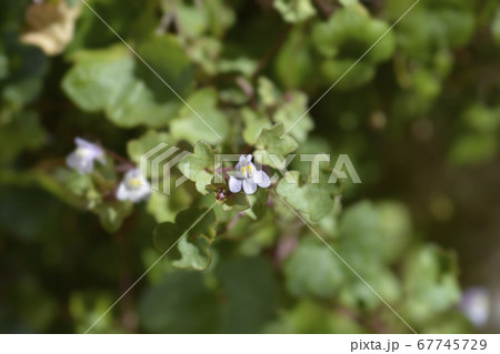 Kenilworth Ivy 67745729