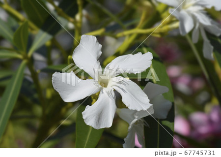 Common oleander Common oleander 67745731