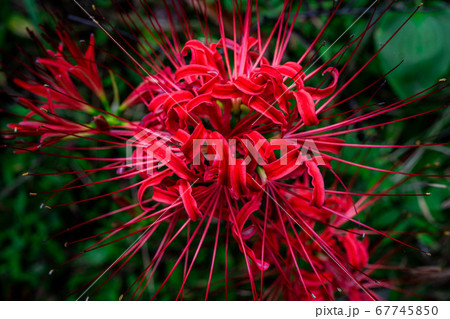 野山に咲く曼珠沙華　【長野県】 67745850
