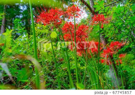 野山に咲く曼珠沙華 【長野県】 野山に咲く曼珠沙華 【長野県】 67745857