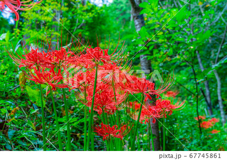 野山に咲く曼珠沙華　【長野県】 67745861