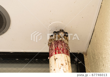 ツバメのヒナ コンビニの店先 ツバメのヒナ コンビニの店先 67746013