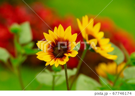 Firecracker Sunflower Blossoms at Park Firecracker Sunflower Blossoms at Park 67746174