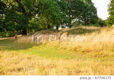 Group of deers Group of deers 67746175