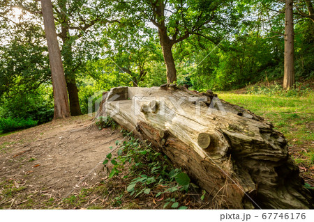 Richmond Park Richmond Park 67746176
