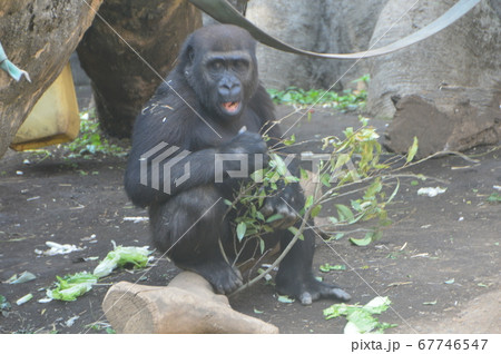 ニシゴリラの子ども(上野動物園/東京都台東区上野公園) ニシゴリラの子ども(上野動物園/東京都台東区上野公園) 67746547