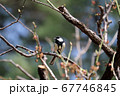 木の枝にとまるシジュウカラ 67746845