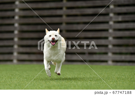 ドッグランで遊ぶ白毛の柴犬 67747188
