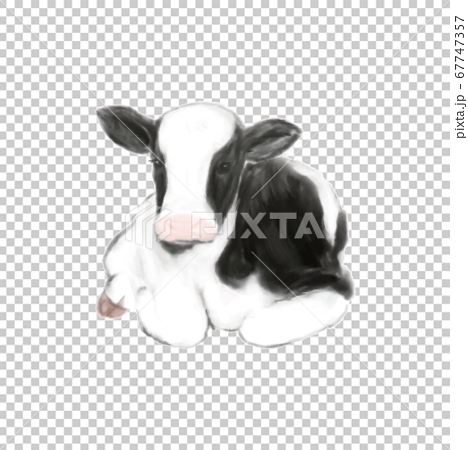 手描きの子牛のイラスト 水彩 のイラスト素材
