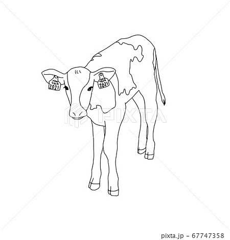手描きの子牛のイラスト 線画 耳のタグに21の文字ありのイラスト素材