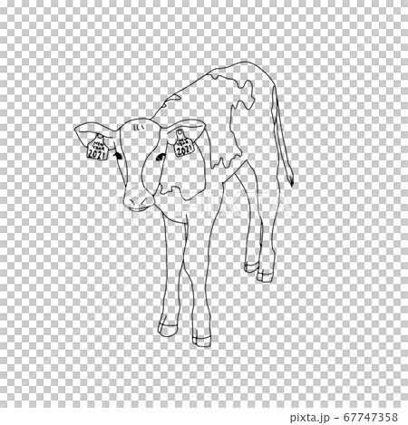 手描きの子牛のイラスト(線画)耳のタグに2021の文字あり 手描きの子牛のイラスト(線画)耳のタグに2021の文字あり 67747358
