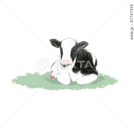 手描きの子牛のイラスト 水彩 芝生の上のイラスト素材