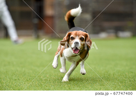 ドッグランで遊ぶビーグルミックス犬の写真素材