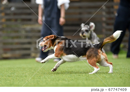 ドッグランで遊ぶビーグルミックス犬の写真素材