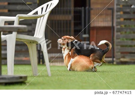 ドッグランで遊ぶビーグルミックス犬とコーギーの写真素材