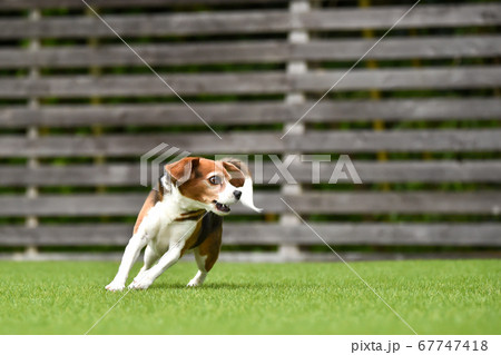 ドッグランで遊ぶビーグルミックス犬の写真素材