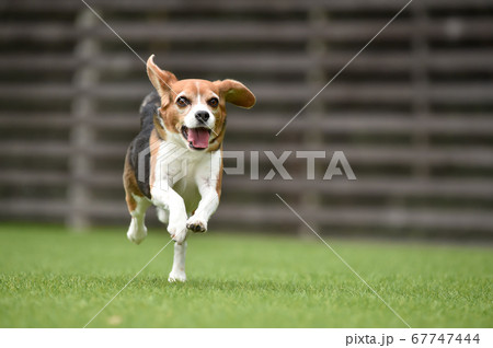 ドッグランで遊ぶビーグルミックス犬の写真素材