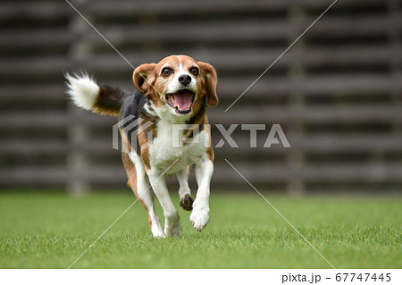 ドッグランで遊ぶビーグルミックス犬の写真素材