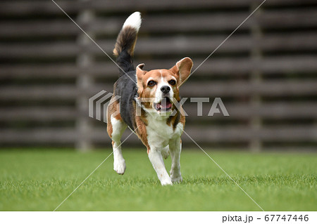 ドッグランで遊ぶビーグルミックス犬の写真素材