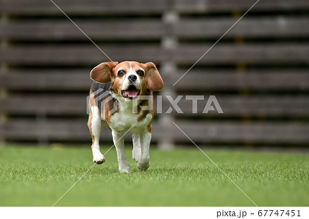 ドッグランで遊ぶビーグルミックス犬の写真素材