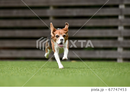 ドッグランで遊ぶビーグルミックス犬 67747453
