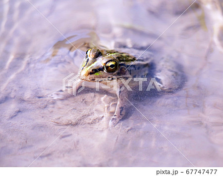トノサマガエル 両生類 蛙 トノサマガエル 両生類 蛙 67747477