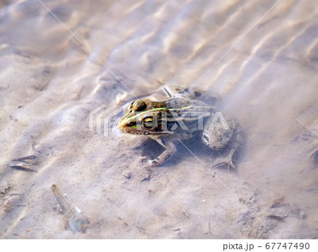 トノサマガエル 両生類 蛙 トノサマガエル 両生類 蛙 67747490