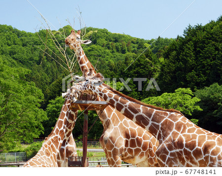 キリン　麒麟　アミメキリン　動物 67748141