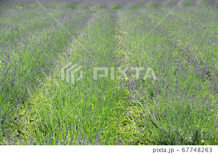 ラベンダー 67748263