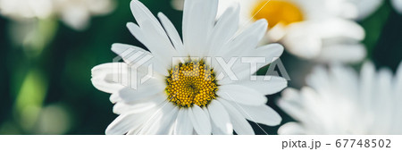 White camomiles daisy flowers White camomiles daisy flowers 67748502