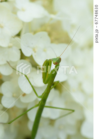 カマキリと紫陽花 カマキリと紫陽花 67748630