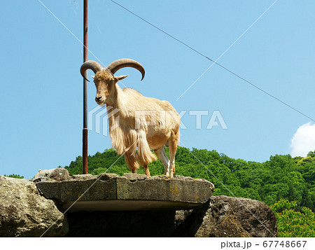 Burberry Sheep Tategami Sheep - Stock Photo [67748667] - PIXTA