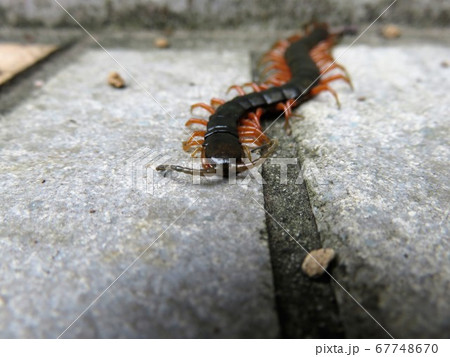 オオムカデ 67748670