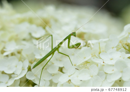 カマキリと紫陽花 67748912