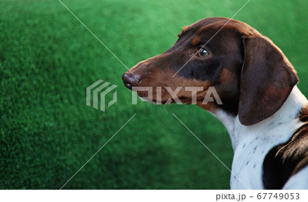 image of dog green background image of dog green background 67749053