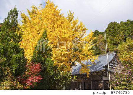 京都の紅葉の名所 千手寺 京都亀岡観光スポット 明智光秀ゆかりの地 の写真素材