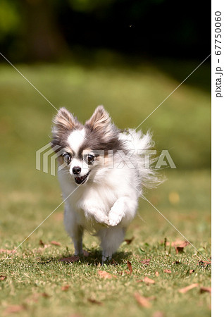 ドッグランで走って遊ぶチワワ 67750060