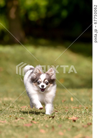 ドッグランで走って遊ぶチワワ 67750062