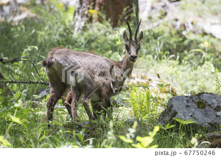 Chamois and her juvenile at Ecrins national park Chamois and her juvenile at Ecrins national park 67750246
