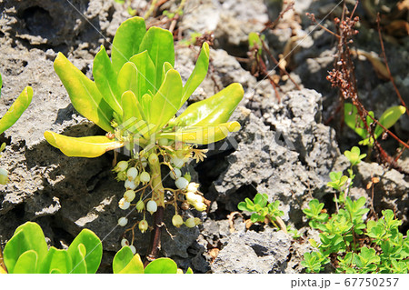 クサトベラ 67750257