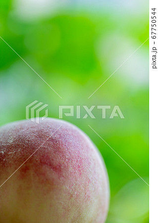 桃　物撮り 67750544